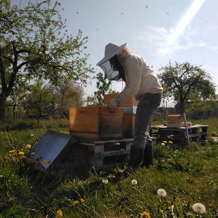 Tanja Schneeweis am offenen Bienenstock Imkerin am offenen Bienenstock