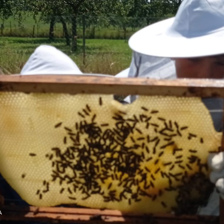 Neue Bienenwabe mit Bienen Neue Bienenwabe mit Bienen